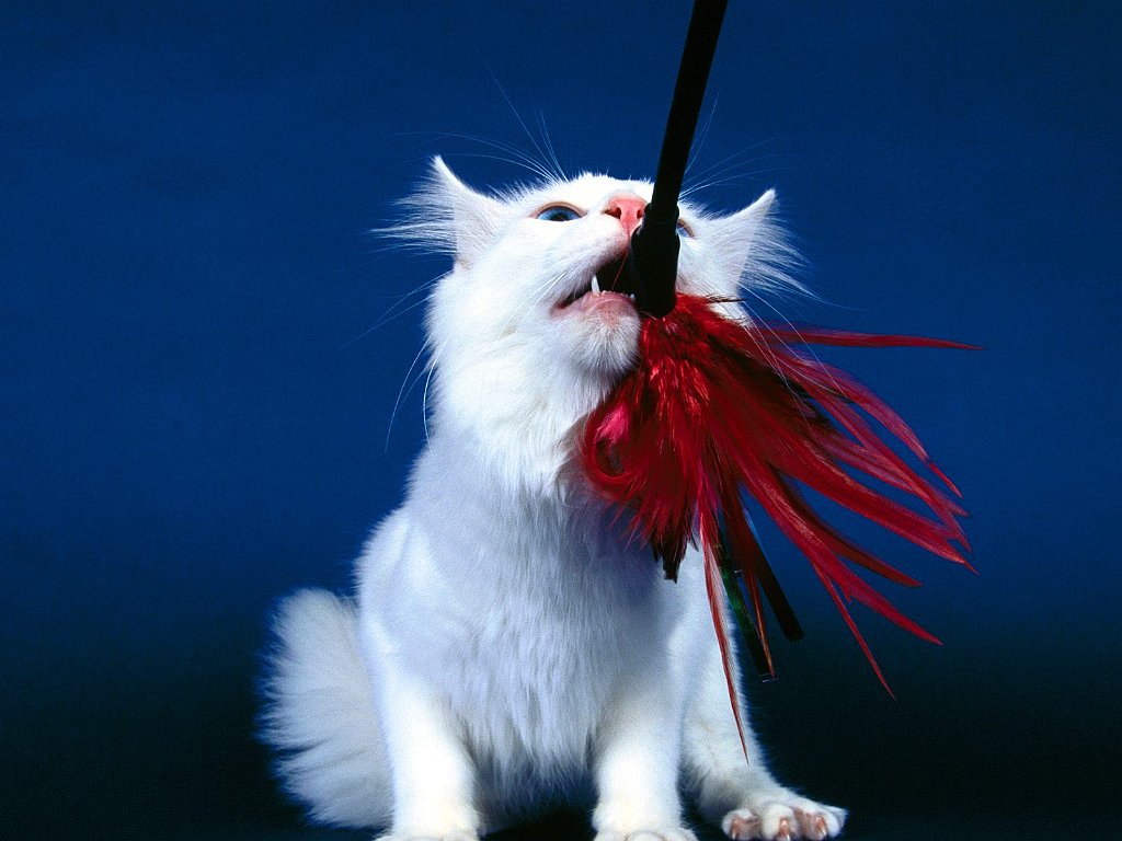 Got It!, Turkish Angora